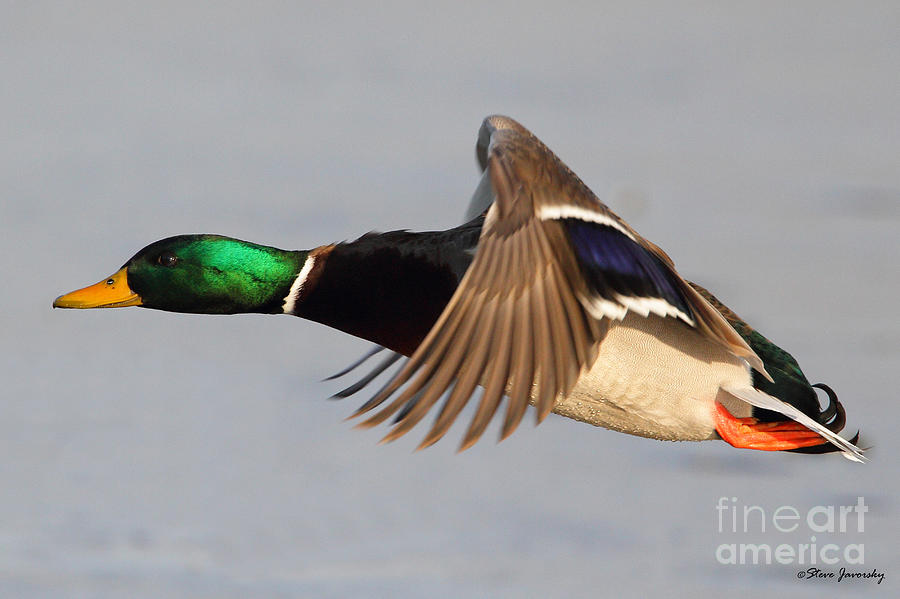 Male Mallard Duck in Flight #13 Photograph by Steve Javorsky