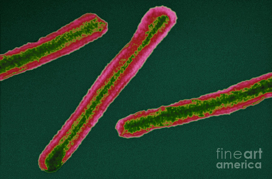 Marburg Virus, Tem Photograph by Science Source