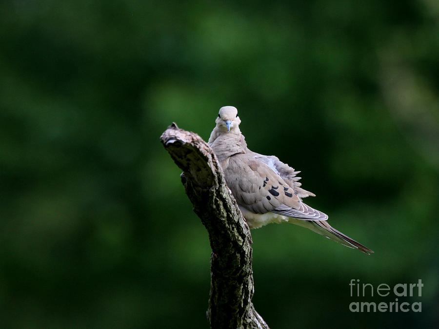 Mourning Dove #13 Photograph by Jack R Brock