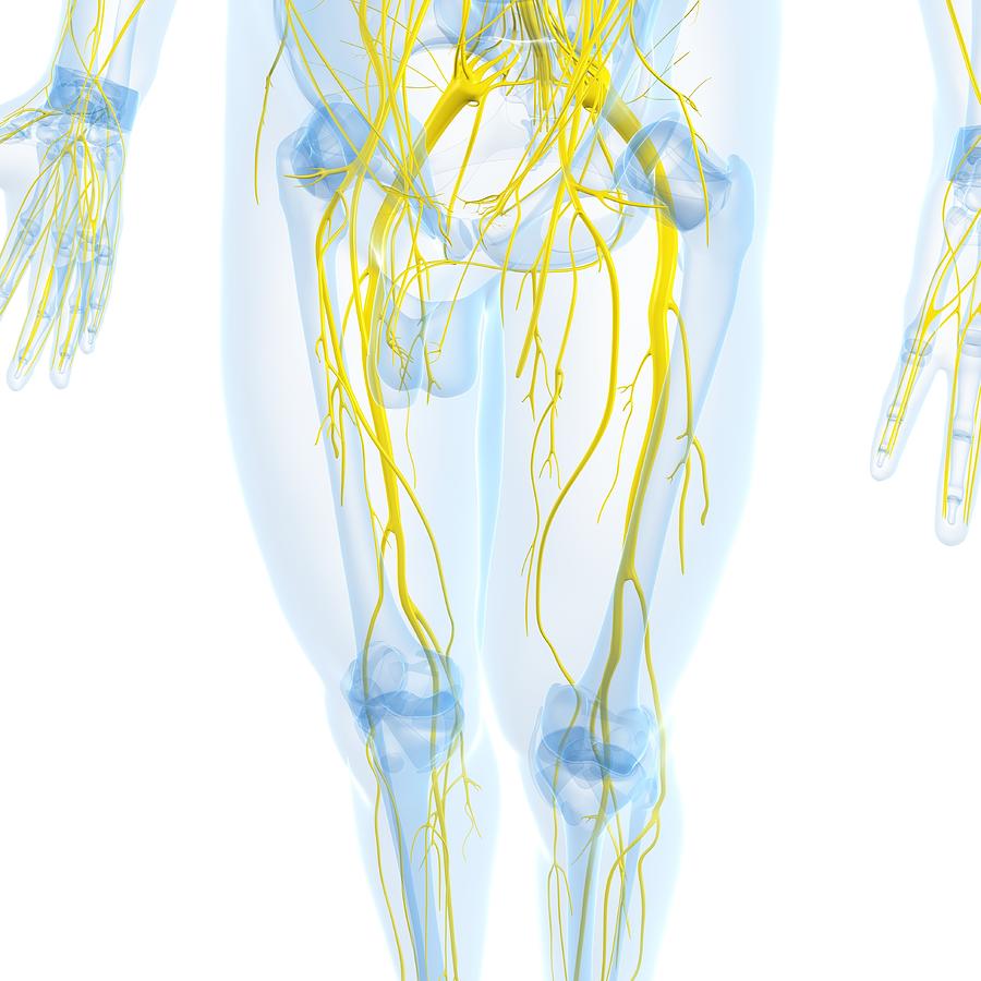 Nervous System, Artwork #13 by Sciepro