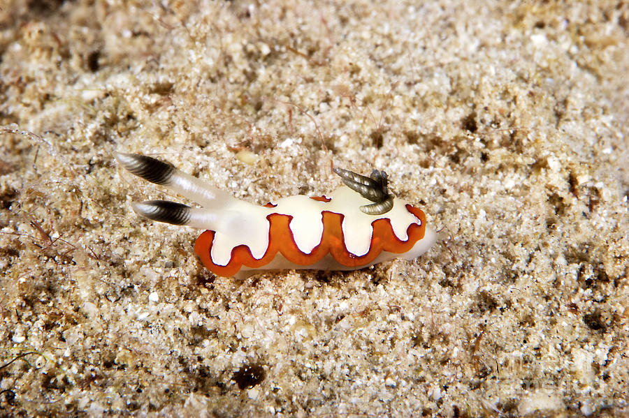 Nudibranch Feeding On Algae, Papua New #13 Photograph by Terry Moore