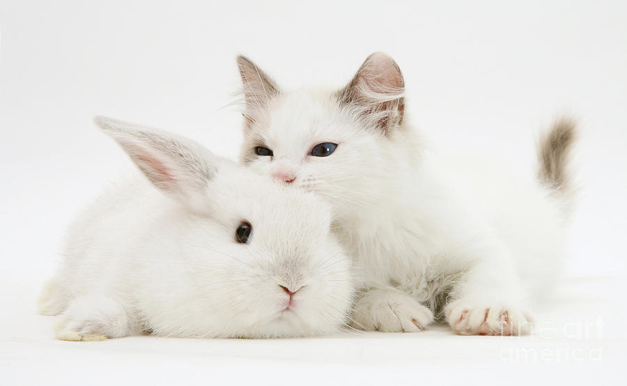 Rabbit Photograph - Rabbit And Kitten #13 by Jane Burton