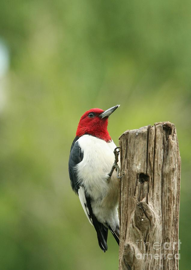 Red-headed Woodpecker #13 Photograph by Jack R Brock