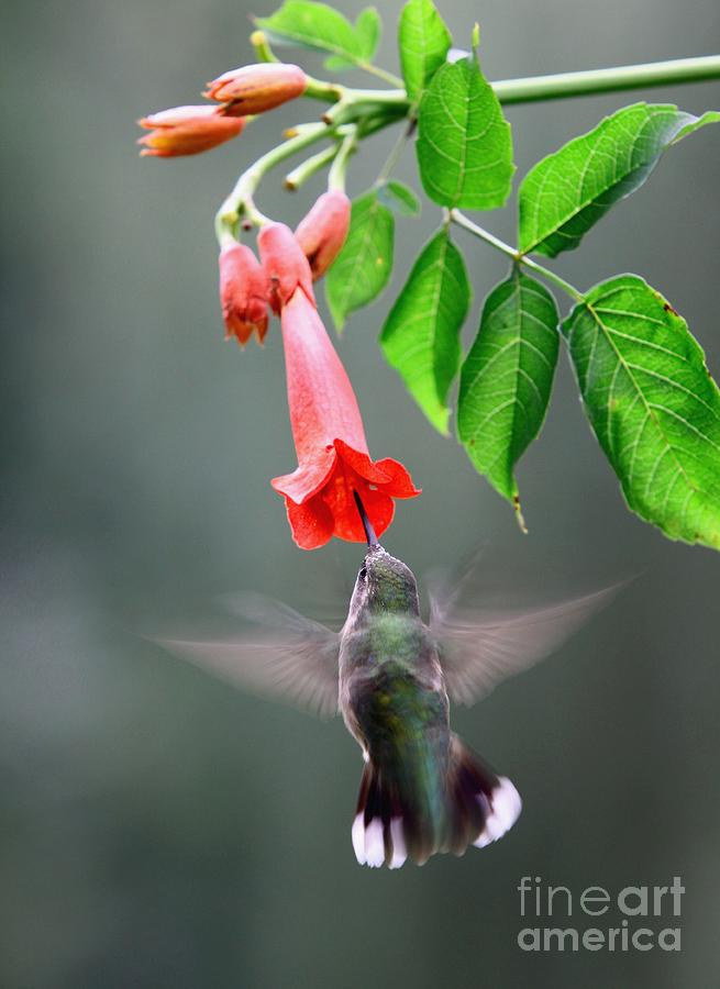 Ruby-throated Hummingbird #13 Photograph by Jack R Brock