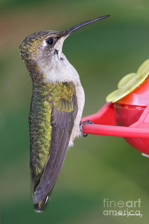 Ruby Throated Hummingbird #13 Photograph by Steve Javorsky