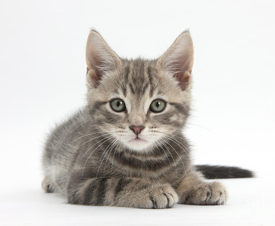 Tabby Kitten Photograph by Mark Taylor - Fine Art America