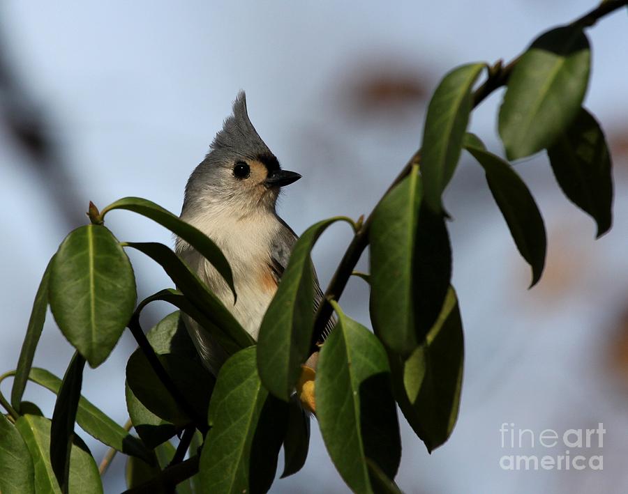 Tufted Titmouse #13 Photograph by Jack R Brock