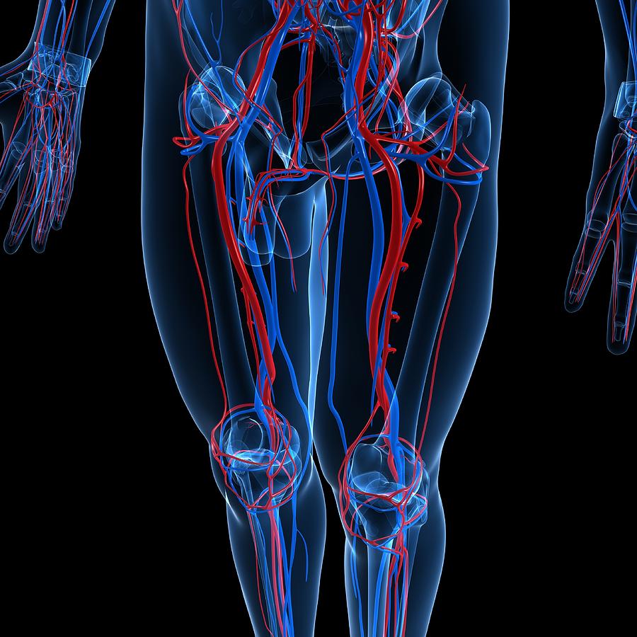 Vascular System, Artwork #13 Digital Art by Sciepro