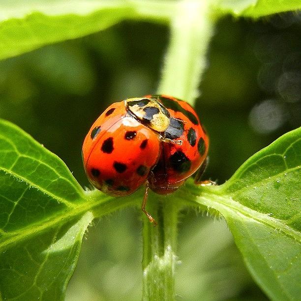 Ladybug Photograph - #webstagram #bestoftheday #picoftheday #13 by Tanya Sperling