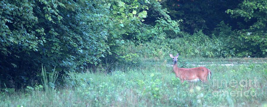 White-tailed Deer #13 Photograph by Jack R Brock