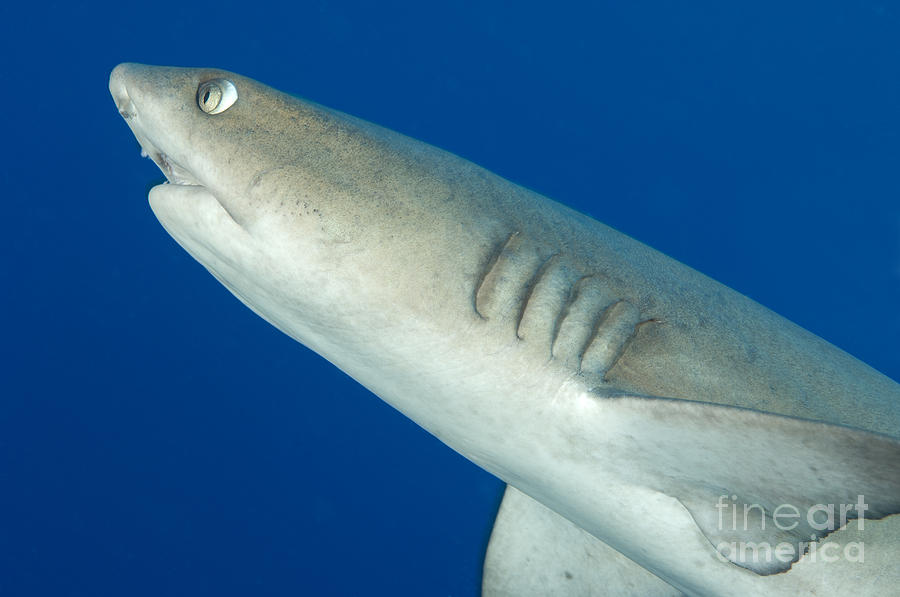 Whitetip Reef Shark, Kimbe Bay, Papua #13 Photograph by Steve Jones
