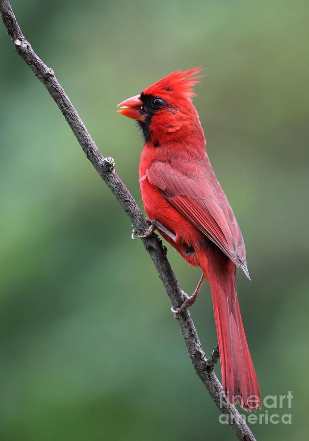 Northern Cardinal #138 Photograph by Jack R Brock