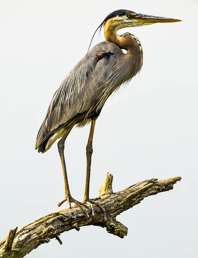 Great Blue Heron #139 Photograph by Brian Stevens