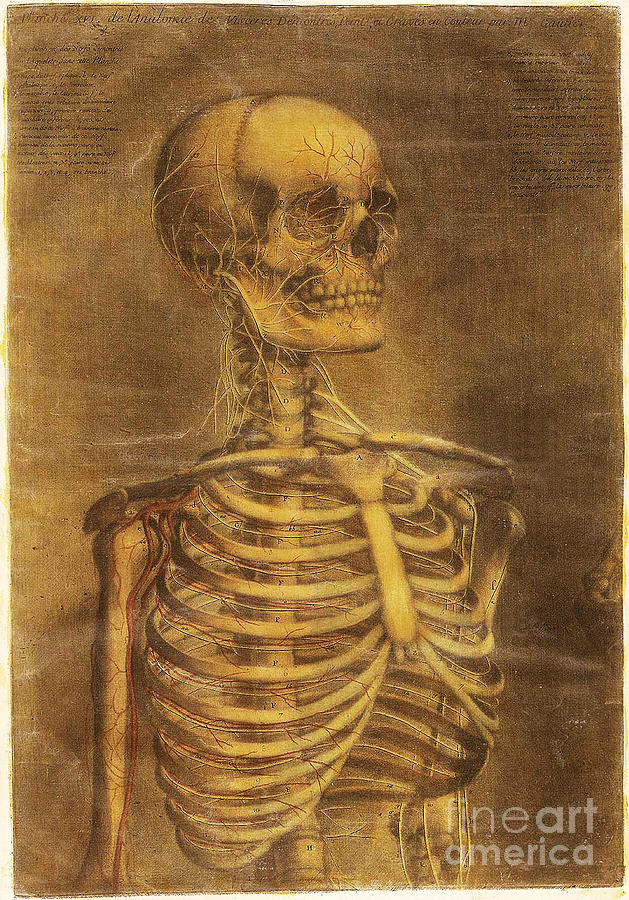 Anatomie Generale Des Visceres #21 Photograph by Science Source