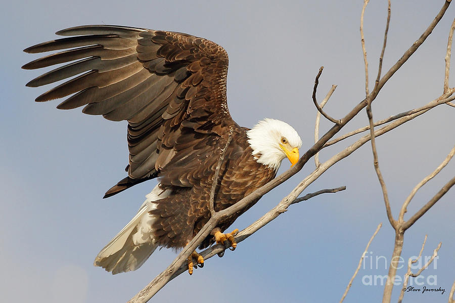 Bald Eagle #14 Photograph by Steve Javorsky