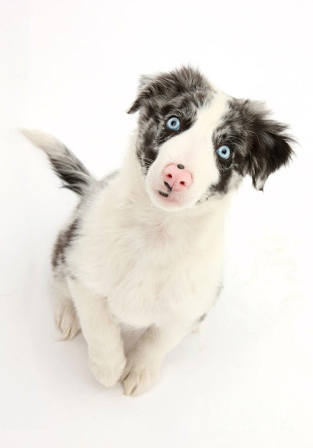 Border Collie Puppy #14 Photograph by Mark Taylor