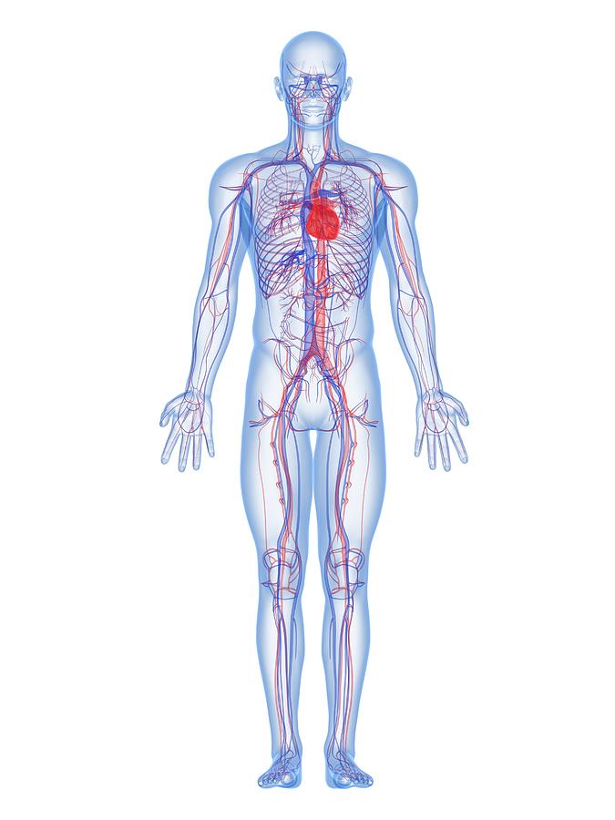 Cardiovascular System, Artwork Photograph By Sciepro - Fine Art America