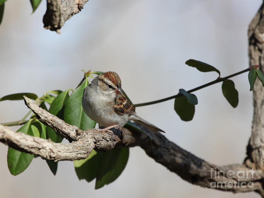 Chipping Sparrow #14 Photograph by Jack R Brock