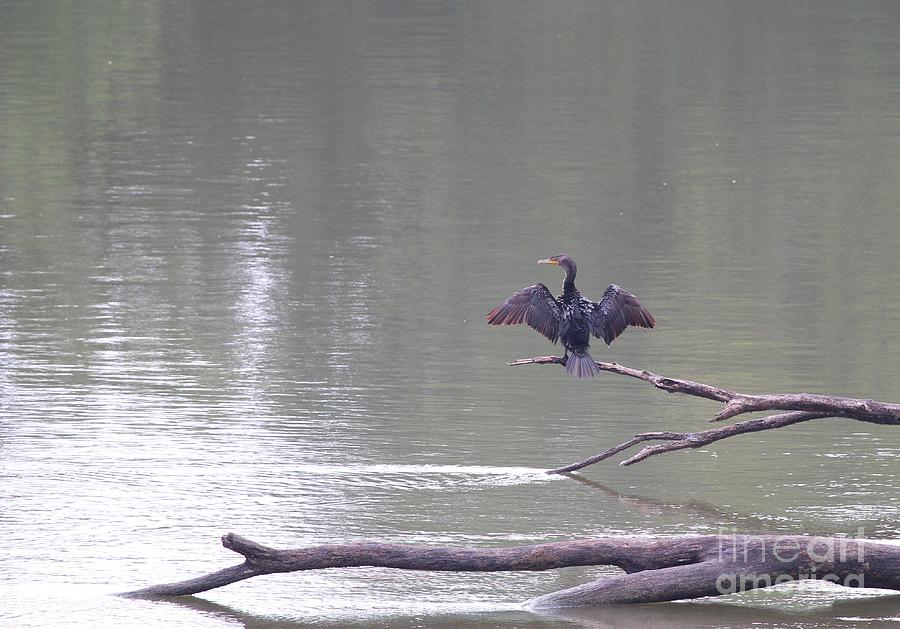 Nature Photograph - Double-crested Cormorant #14 by Jack R Brock