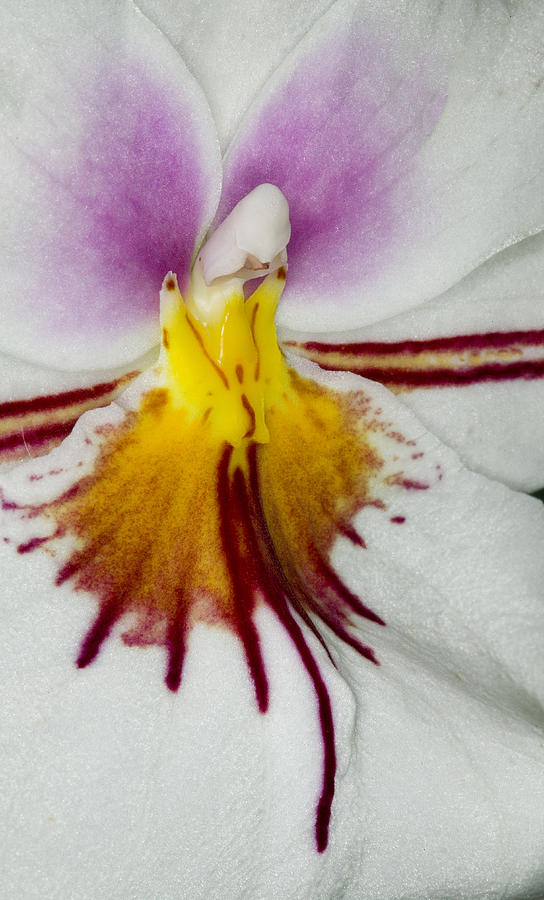 Orchid Photograph - Exotic Orchid Flowers of C Ribet #14 by C Ribet