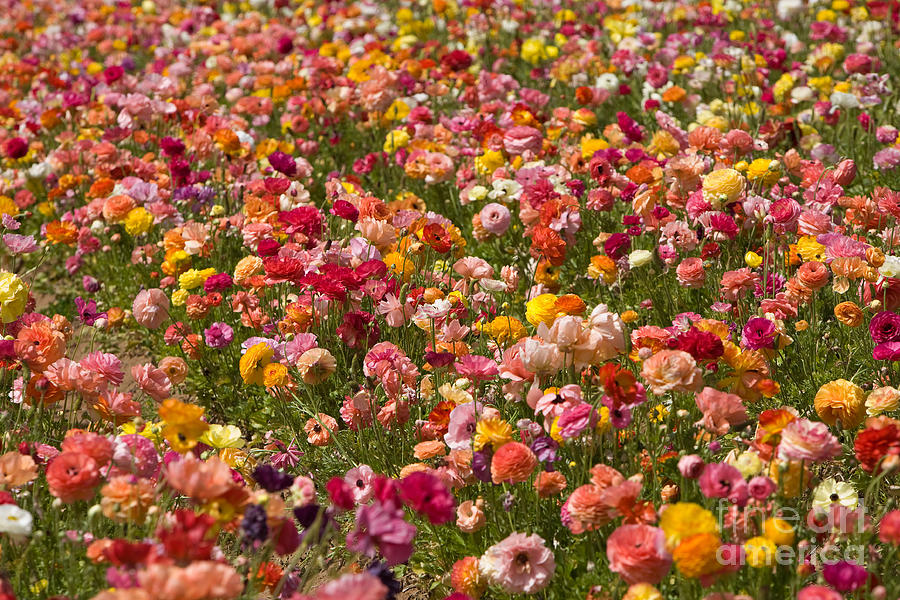 Flower Fields #14 Photograph by Daniel  Knighton