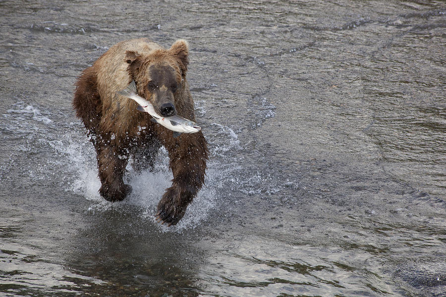 Katmai National Park Photograph - Grizzly Bear Ursus Arctos Horribilis #14 by Matthias Breiter