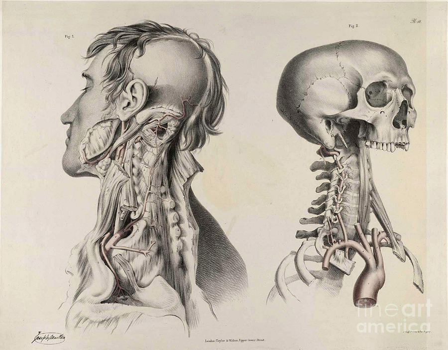 Historical Anatomical Illustration #14 Photograph by Science Source