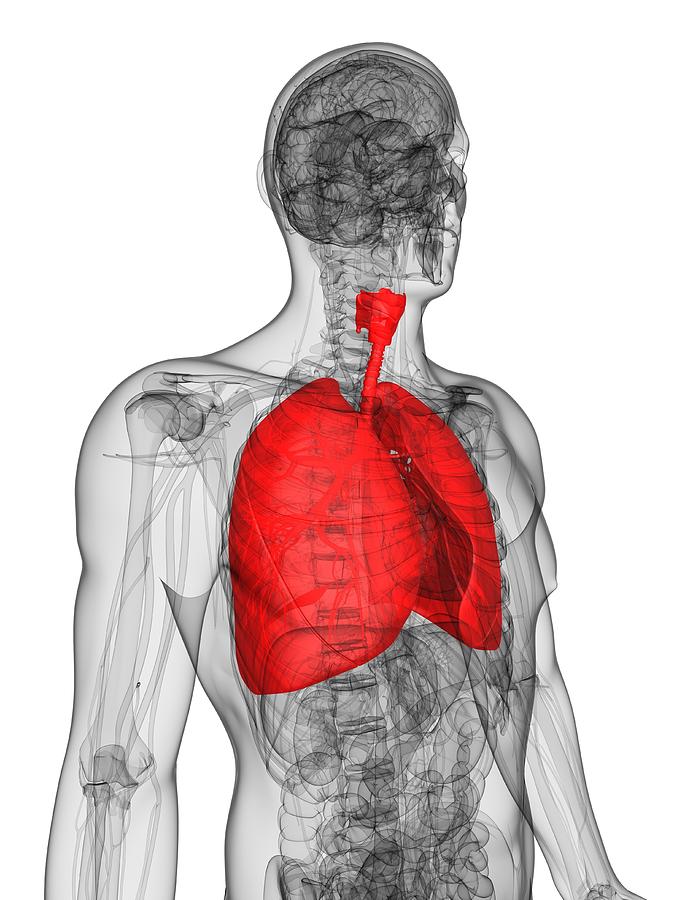 Human Lungs, Artwork #14 Digital Art by Sciepro