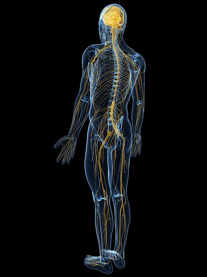 Skeleton Photograph - Human Nervous System, Artwork #14 by Sciepro