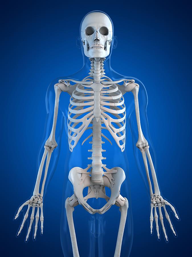 Human Skeleton, Artwork #14 Digital Art by Sciepro