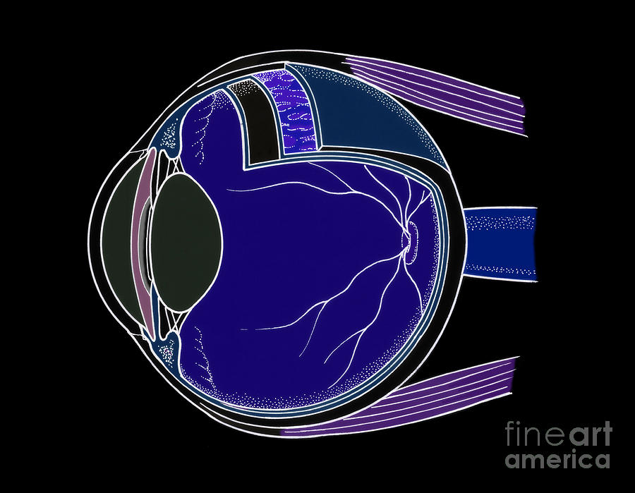 Illustration Of Eye Anatomy #14 Photograph by Science Source