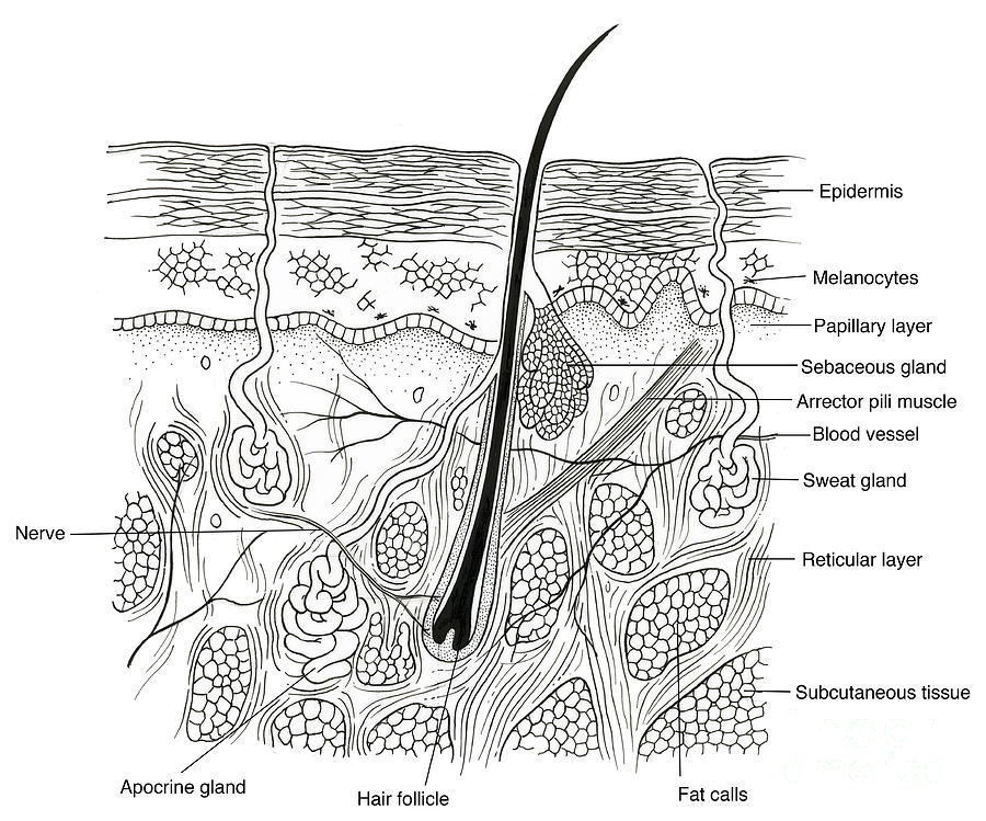 Illustration Of Skin Section #14 Photograph by Science Source