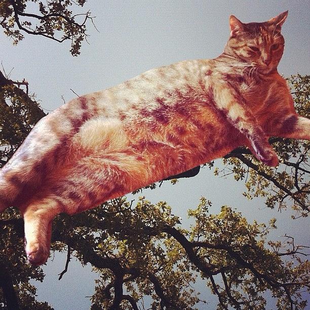 Cat Photograph - Instagram Photo #14 by Megan Lacy