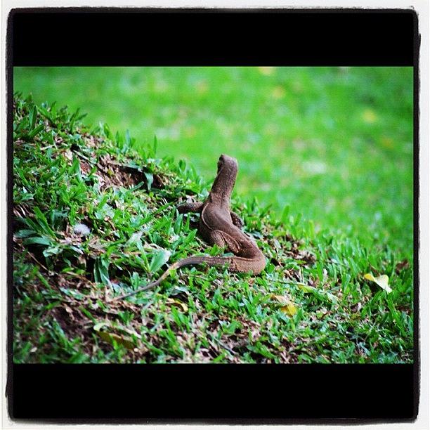 Monitor Lizard Photograph - Instagram Photo #14 by Rachit Vats