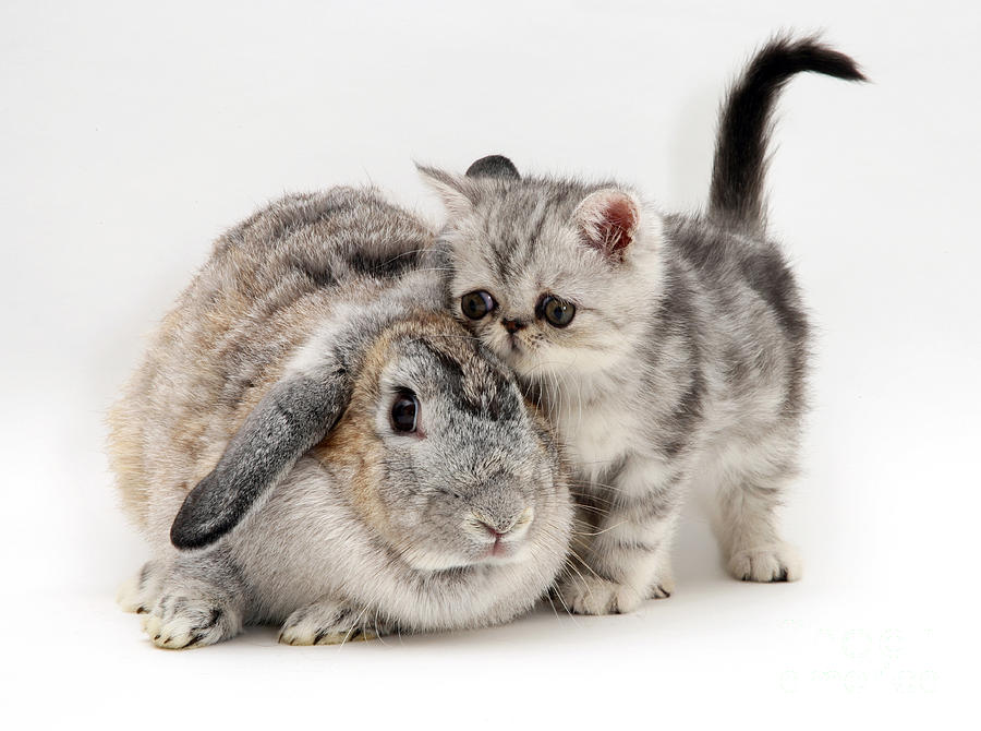 Kitten And Rabbit #14 Photograph by Jane Burton