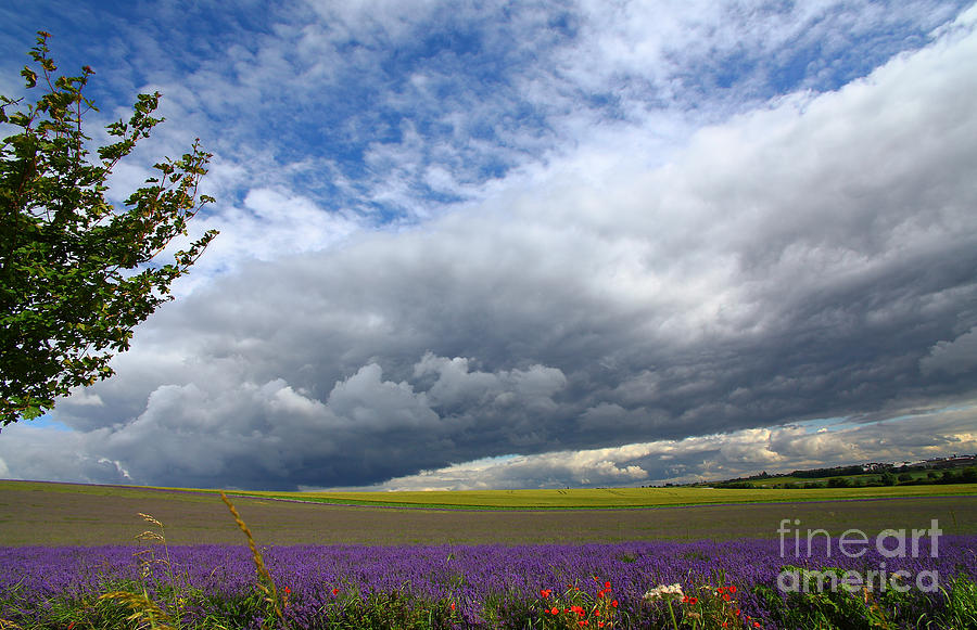 Lavenders #14 Photograph by Milena Boeva