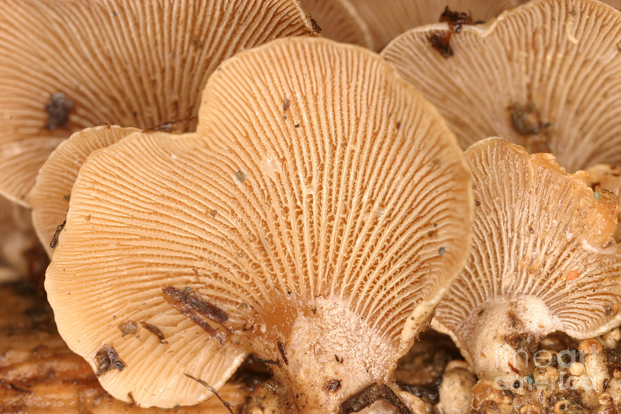 Luminescent Mushroom Panellus Stipticus #14  by Ted Kinsman