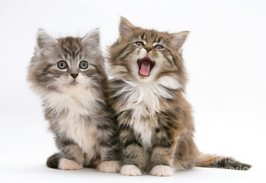 Maine Coon Kittens #16 Photograph by Mark Taylor