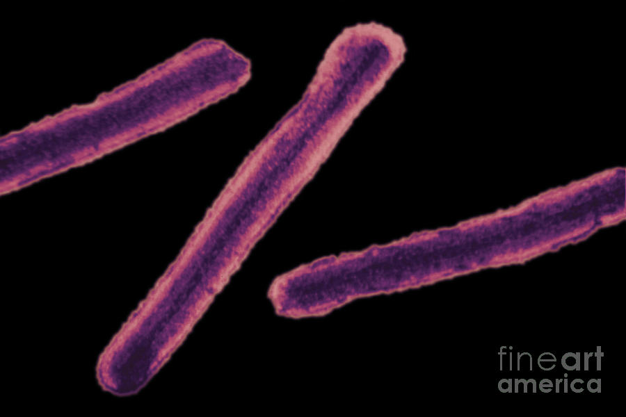 Tem Photograph - Marburg Virus, Tem #14 by Science Source
