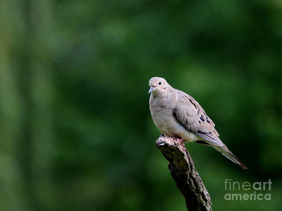 Mourning Dove #14 Photograph by Jack R Brock