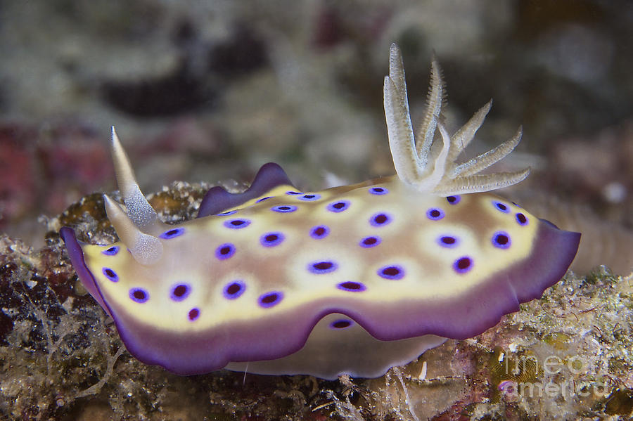Nudibranch Feeding On Algae, Papua New #14 Photograph by Terry Moore