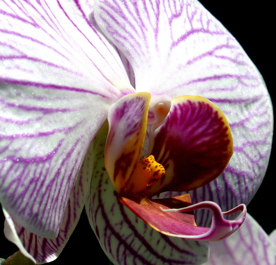 Orchid Flower Bloom #14 Photograph by C Ribet