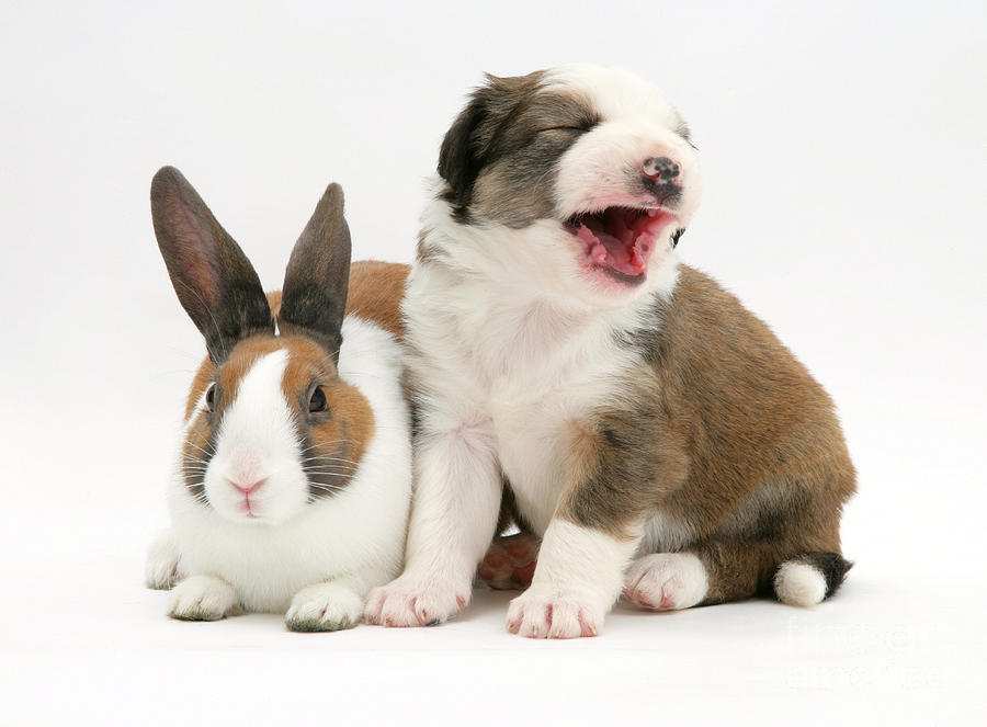 Rabbit And Puppy #14 Photograph by Jane Burton
