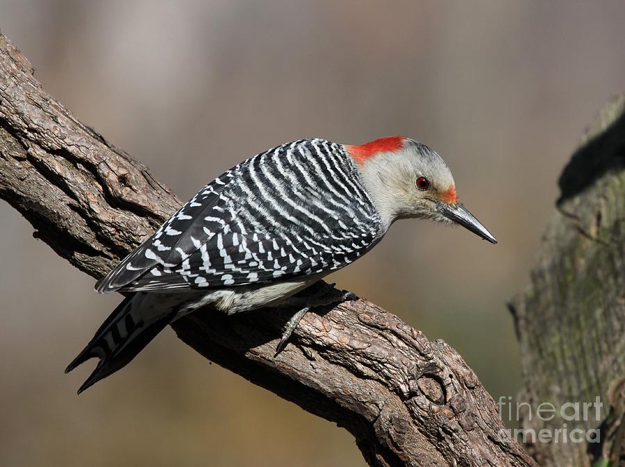 Red-bellied Woodpecker #14 Photograph by Jack R Brock