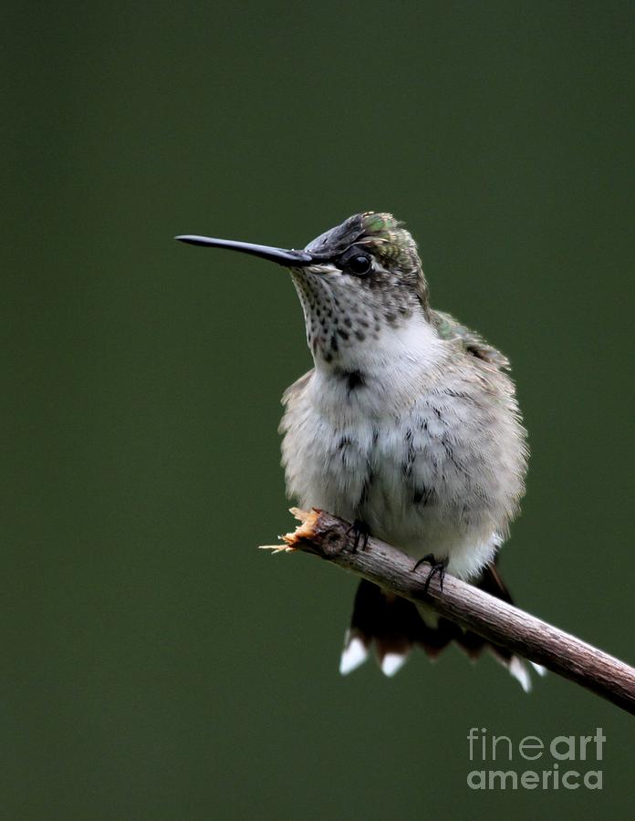 Ruby-throated Hummingbird #14 Photograph by Jack R Brock