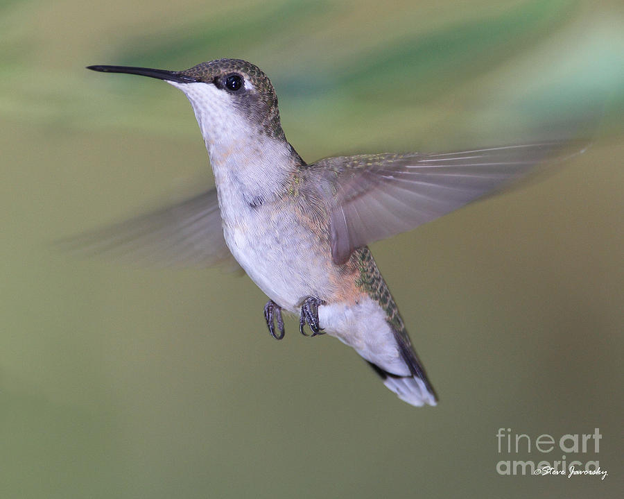 Ruby Throated Hummingbird #14 Photograph by Steve Javorsky