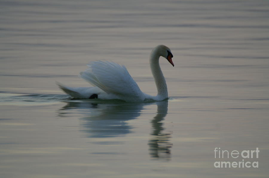 Swan #14 Photograph by Odon Czintos