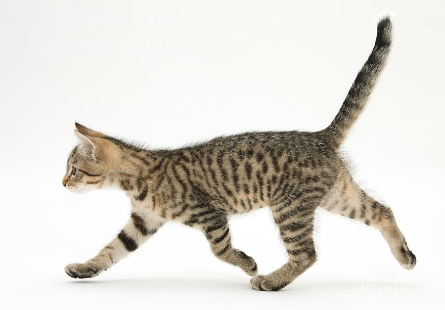 Tabby Kitten Photograph by Mark Taylor - Fine Art America