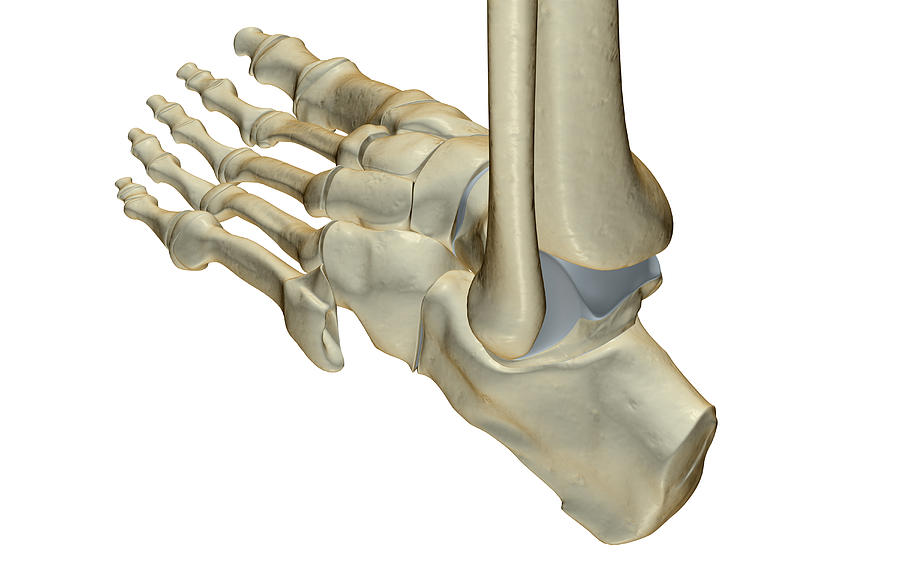 The Bones Of The Foot #14 Digital Art by MedicalRF.com