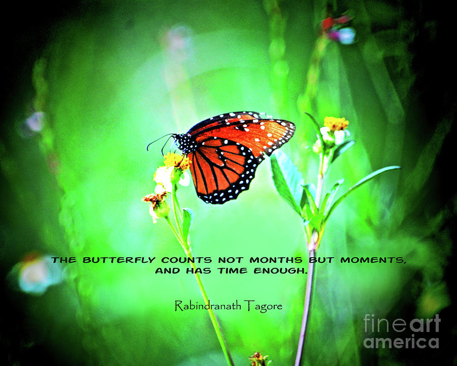 14- The Butterfly Photograph by Joseph Keane